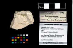 Foto (Objekt + Etikett) von Protosphaeroma ernstbrunnense (Bachmayer, 1949)  (NHMW-GEO-1990-0041-10167)